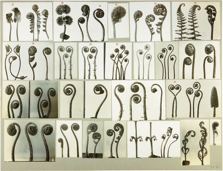 Karl Blossfeldt, Felci, Archiv München. Courtesy Schirmer/Mosel